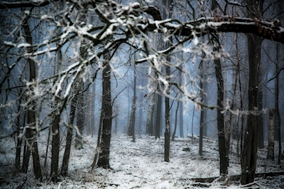 the dark Winter Forest