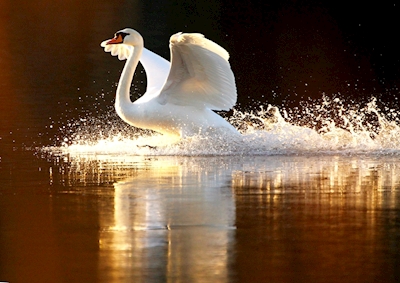 Landing in golden water