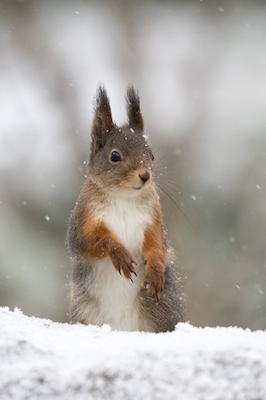 Squirrel in snowfall