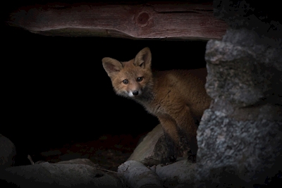 Curious fox cub