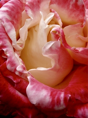 Rosenrød skjønnhet