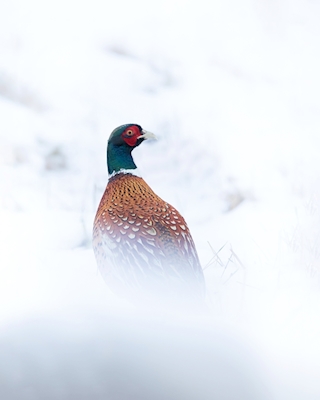 Winter Pheasant