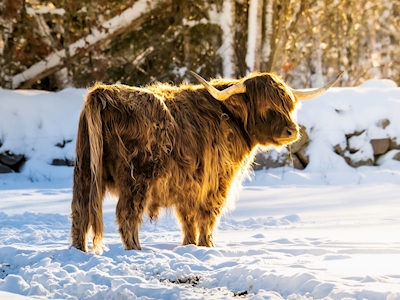 Highland Cattle - winter