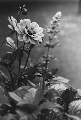 Zwart-witte bloemen 