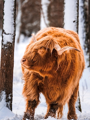 Bestiame delle Highlands - neve