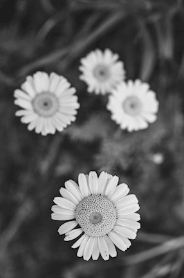 Zwart-witte ronde bloemen 