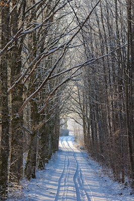 El camino invernal