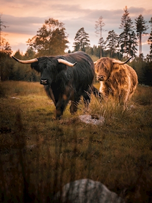 Highland Cattle - par