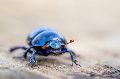 Dung Beetle on the go