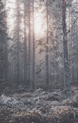 John Bauer forest