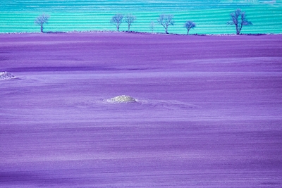 Purple farmland