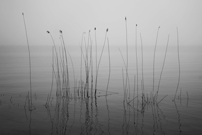 Reed in tranquil lake