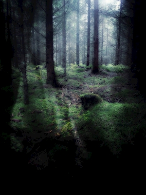 Inn i skogen