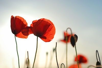 Poppies in backlight