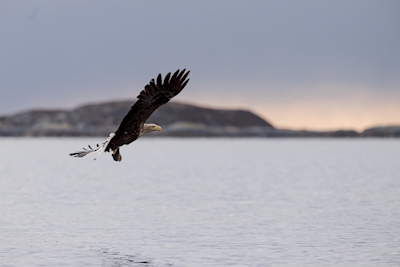 Sea eagle at dawn