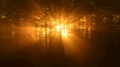 Auringonnousu puiden läpi