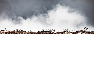 Reindeers behind the ridge