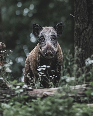 A beauty of a wild boar