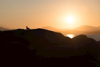 Pták při západu slunce