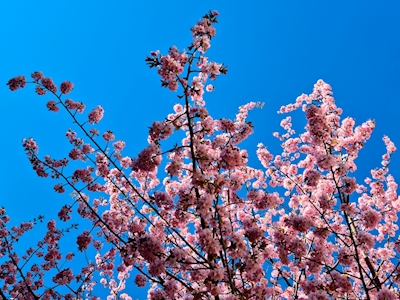 Kirsebærtre i Blom
