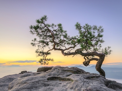 Saxon Switzerland Pine