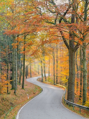 Cesta podzimním lesem