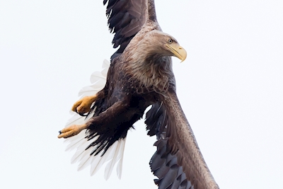 A águia-de-cauda-branca