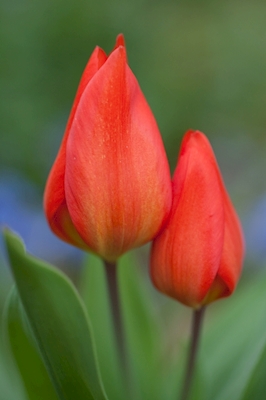 Tulipánový květ