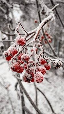 Frutti di bosco congelati
