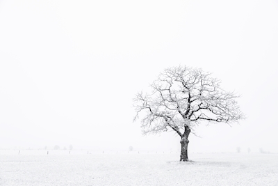 Samotne drzewo w śniegu