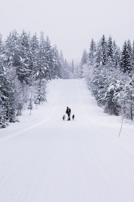 Promenade de chien dans la neige