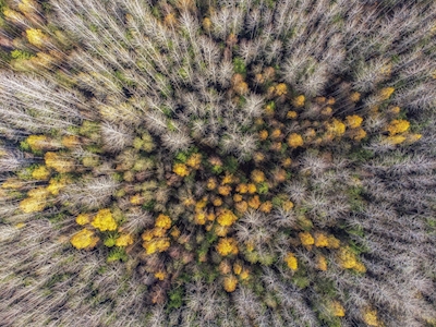 Forrest in autumn. from above.