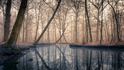 Atmosfera nebbiosa nella foresta