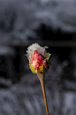 Růže v zimě