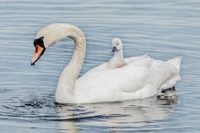 Mutal Swan mother with kid