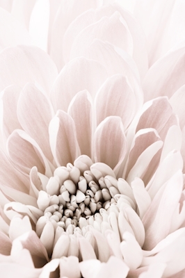Chrysanthemum 6