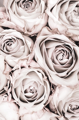 Grey Roses 1
