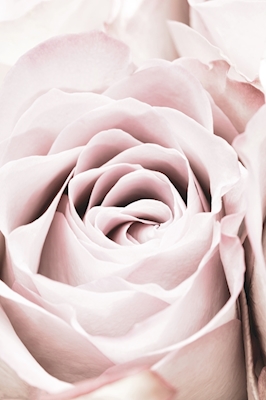 Pink Rose 6