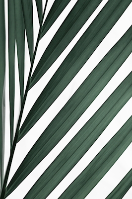 Grafisk palmeblad 3
