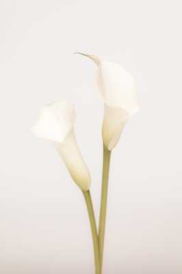 Weiße Lilien 1