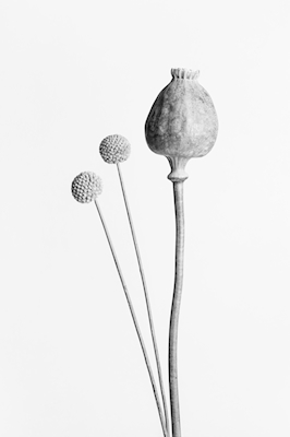 Cápsula de semente de papoula preto e branco