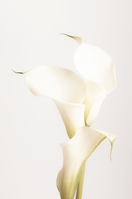 Weiße Lilien 3
