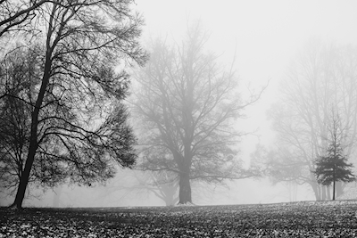 Árvores no nevoeiro 