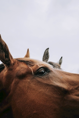 Close-up van paard