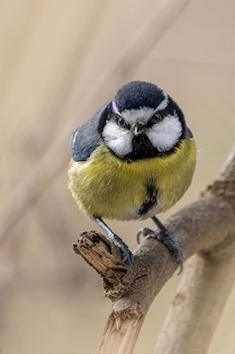 Africain blue tit on a branch