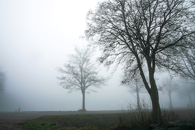 Träd i dimman