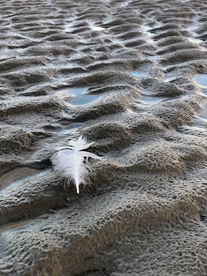 Piuma sulla spiaggia