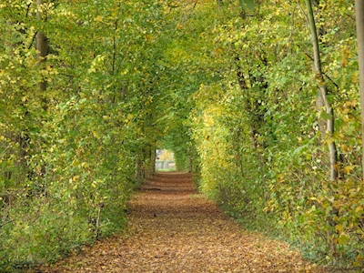 Floresta de outono em Münsterland