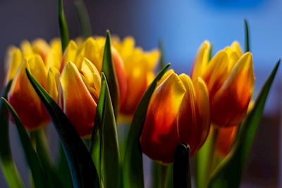 żółto-czerwone tulipany