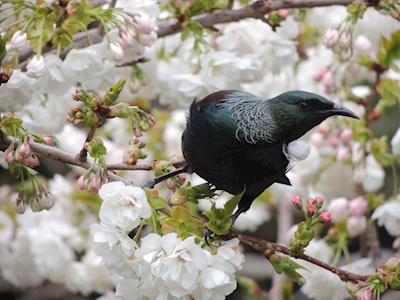 Tui bird New Zealand